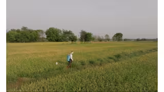 Google Signs Largest-Ever Rice Methane Credit Deal With Mitti Labs