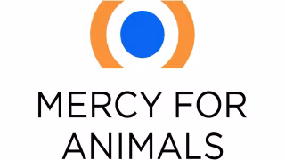 7 Billion Male Chicks Culled Yearly as In-Ovo Sexing Tech Advances