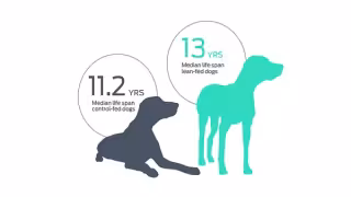 Purina Study: Lean Labradors Lived 1.8 Years Longer