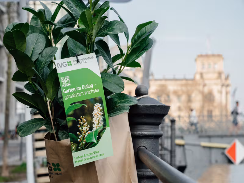 IVG Welcomes Coalition Agreement but Urges Action on Key Green Industry Issues