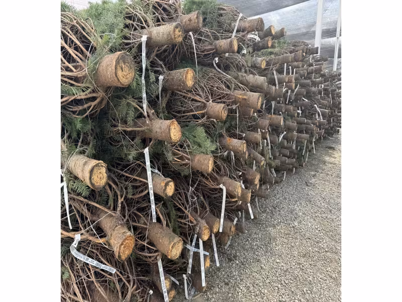 Wholesale Christmas Tree Prices to Hold Steady as 91% of Growers Skip Hikes