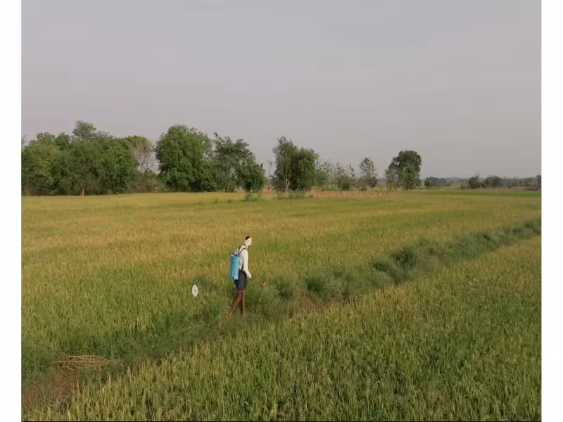 Google Signs Largest-Ever Rice Methane Credit Deal With Mitti Labs
