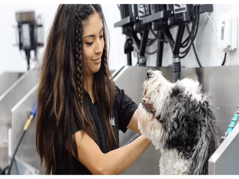 Sparkle Grooming Secures $6M From Mars-Backed Companion Fund